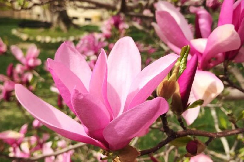 Year-Round Color: A Seasonal Garden Design Guide for Continuous Bloom - Shrubhub