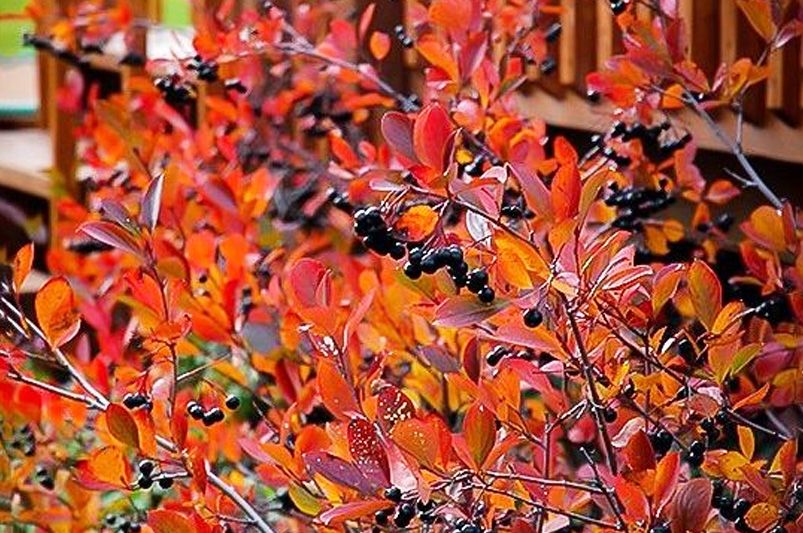 Fall Color in Your Landscape: Best Trees, Shrubs & Perennials for Autumn Brilliance - Shrubhub