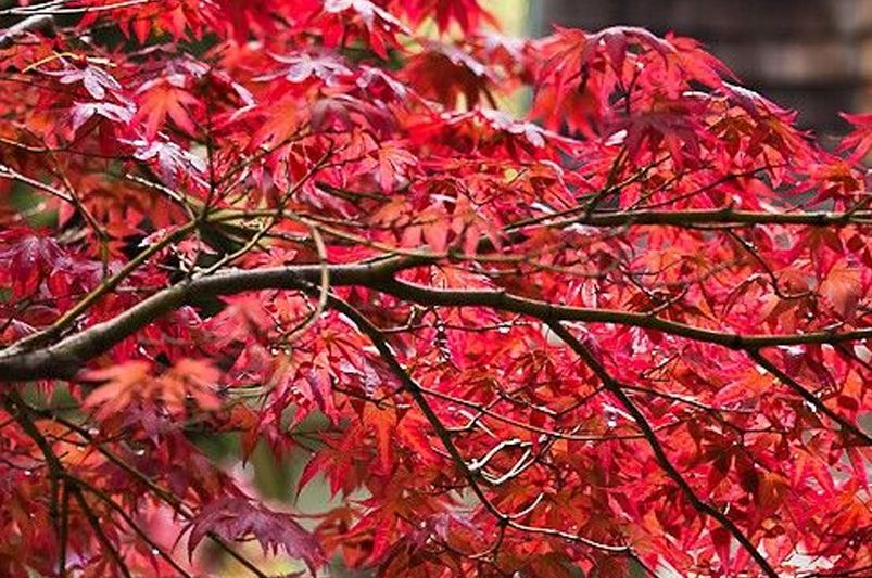 Fall Color in Your Landscape: Best Trees, Shrubs & Perennials for Autumn Brilliance - Shrubhub