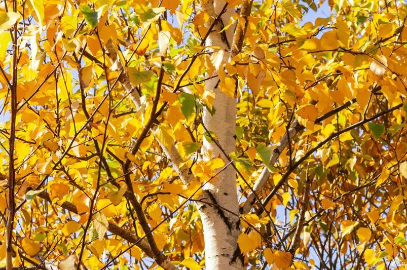 Fall Color in Your Landscape: Best Trees, Shrubs & Perennials for Autumn Brilliance - Shrubhub
