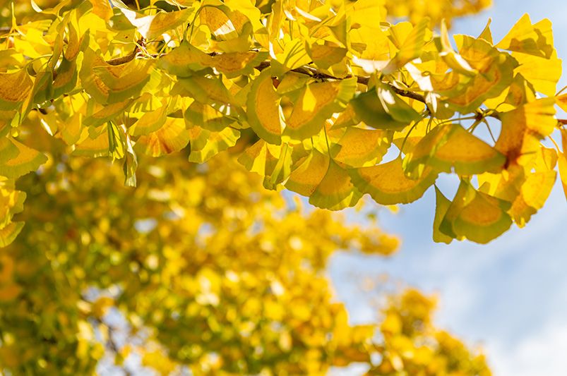 Fall Color in Your Landscape: Best Trees, Shrubs & Perennials for Autumn Brilliance - Shrubhub
