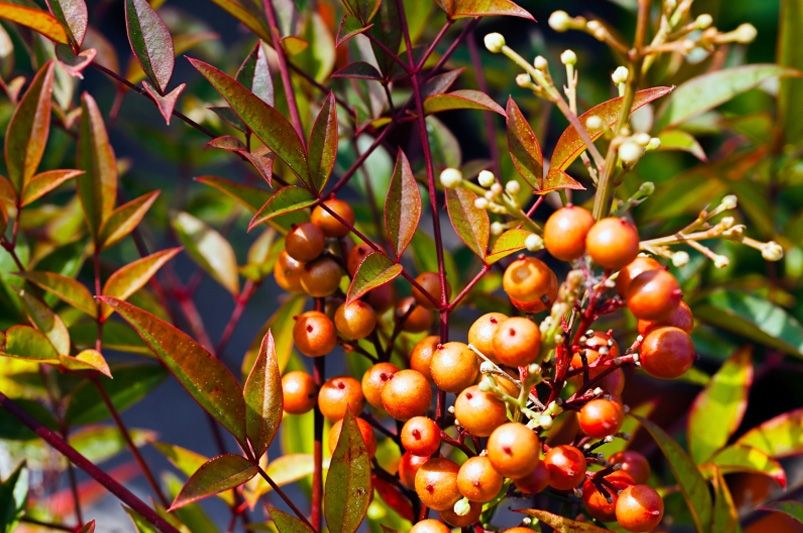 Fall Color in Your Landscape: Best Trees, Shrubs & Perennials for Autumn Brilliance - Shrubhub