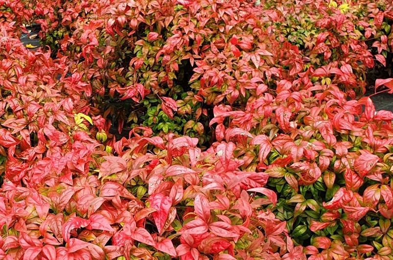 Fall Color in Your Landscape: Best Trees, Shrubs & Perennials for Autumn Brilliance - Shrubhub