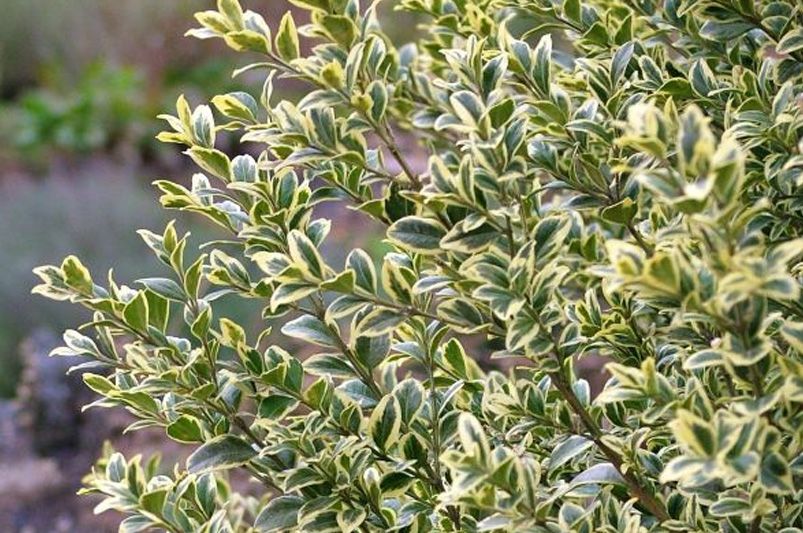 Seasonal Container Gardening: Fall & Winter Plants for Pots and Planters - Shrubhub