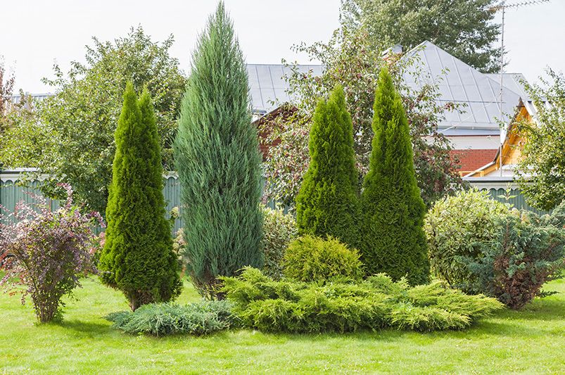 Low-Maintenance Evergreens: Year-Round Structure for Your Garden - Shrubhub
