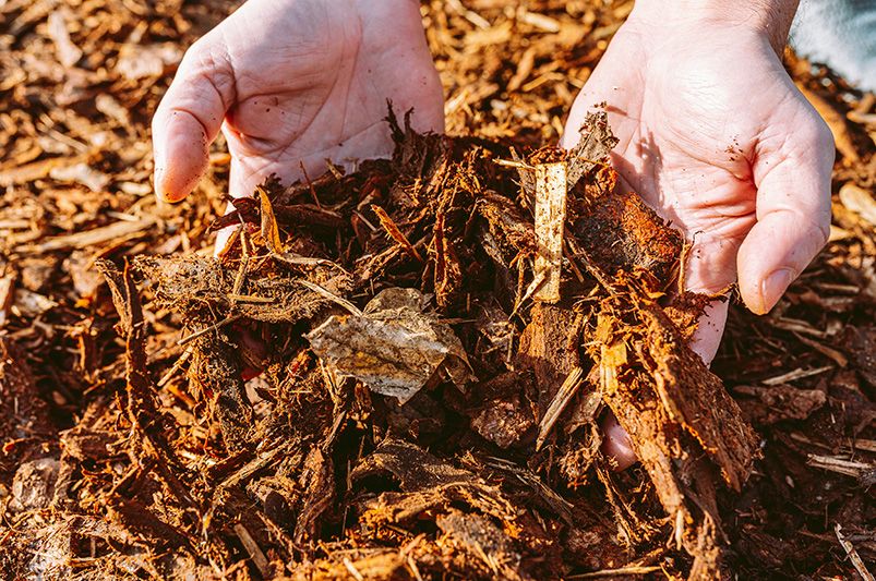 DIY Leaf Mulch: Turning Autumn Leaves Into Garden Gold - Shrubhub