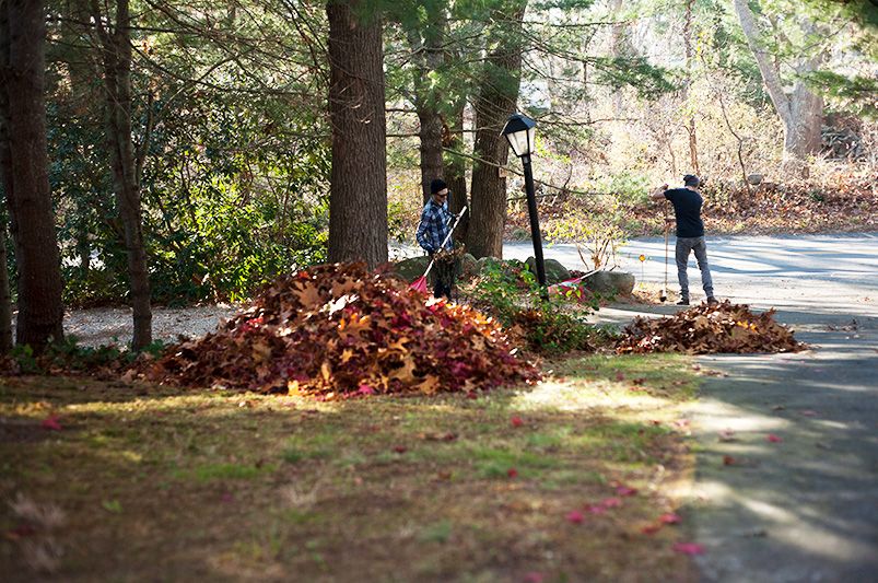 DIY Leaf Mulch: Turning Autumn Leaves Into Garden Gold - Shrubhub