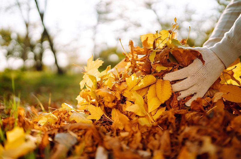 DIY Leaf Mulch: Turning Autumn Leaves Into Garden Gold - Shrubhub