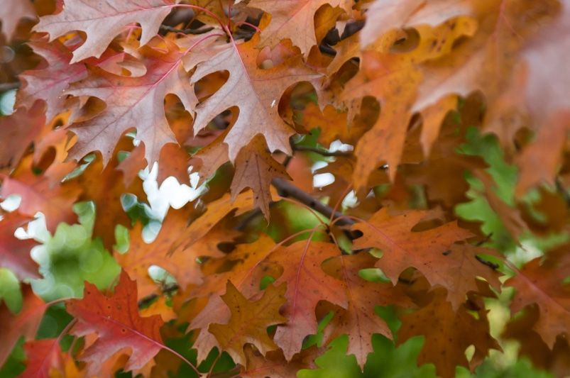 DIY Leaf Mulch: Turning Autumn Leaves Into Garden Gold - Shrubhub