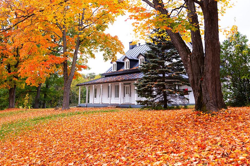 Evergreen vs. Deciduous: How to Choose the Right Trees for Year-Round Appeal - Shrubhub