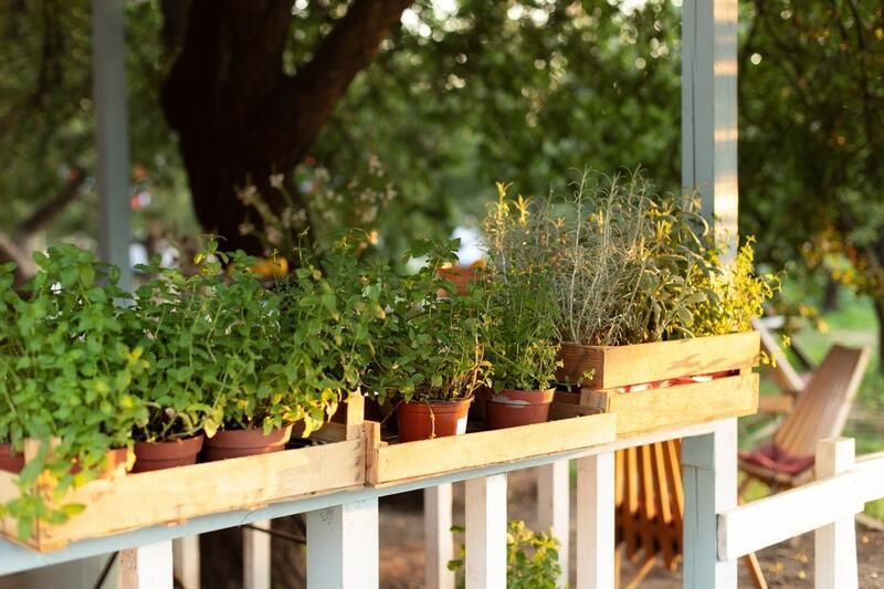 The Perfect Hanging Wall Garden Plants - Shrubhub