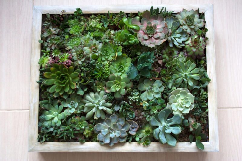 The Perfect Hanging Wall Garden Plants - Shrubhub