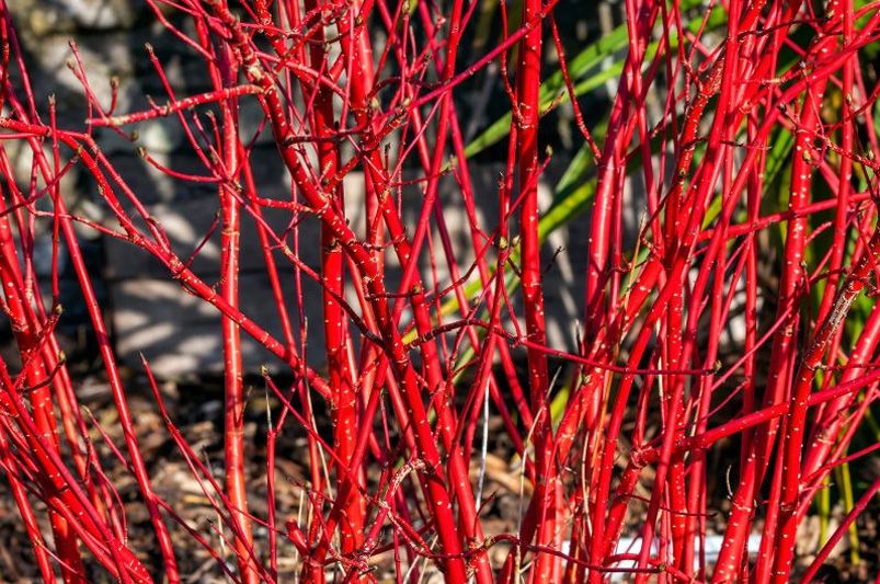 Designing with Color: How to Plan a Year-Round Palette in Your Landscape - Shrubhub