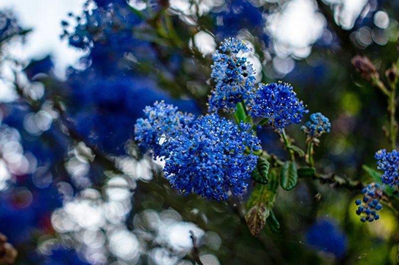 The Ultimate Guide to Native Plants for Northern California - Shrubhub