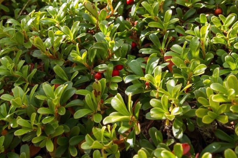 The Ultimate Guide to Native Plants for Northern California - Shrubhub