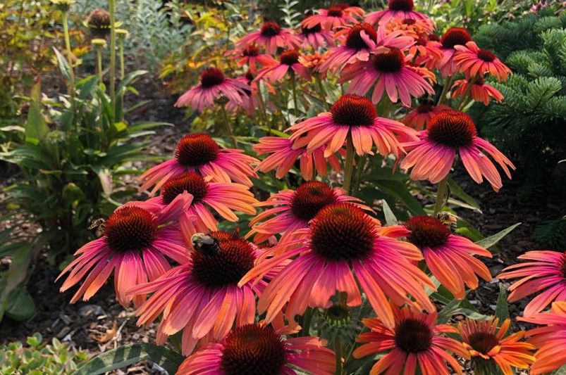 Year-Round Color in Colorado: Design a Four-Season Garden That Blooms Beautifully - Shrubhub