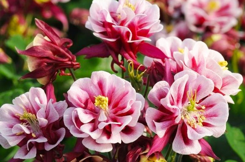 Year-Round Color in Colorado: Design a Four-Season Garden That Blooms Beautifully