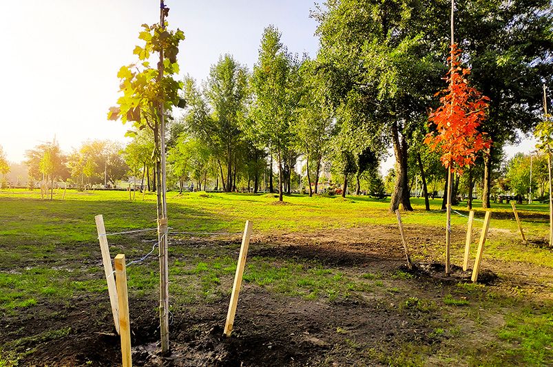 How to Care for Newly Planted Trees Before Winter