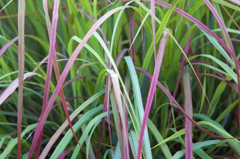 Landscaping with Ornamental Grasses: Texture, Movement & Water-Wise Beauty - Shrubhub