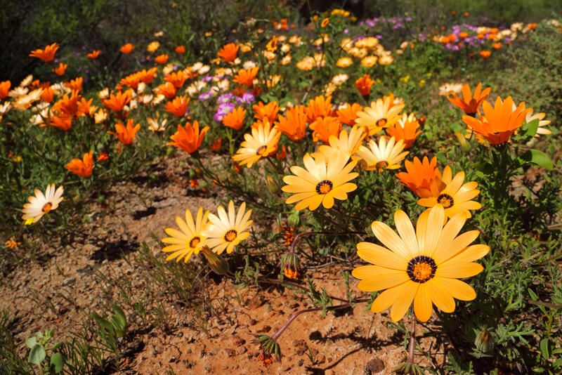 Brighten Up Your Autumn with These Fall Flowers - Shrubhub