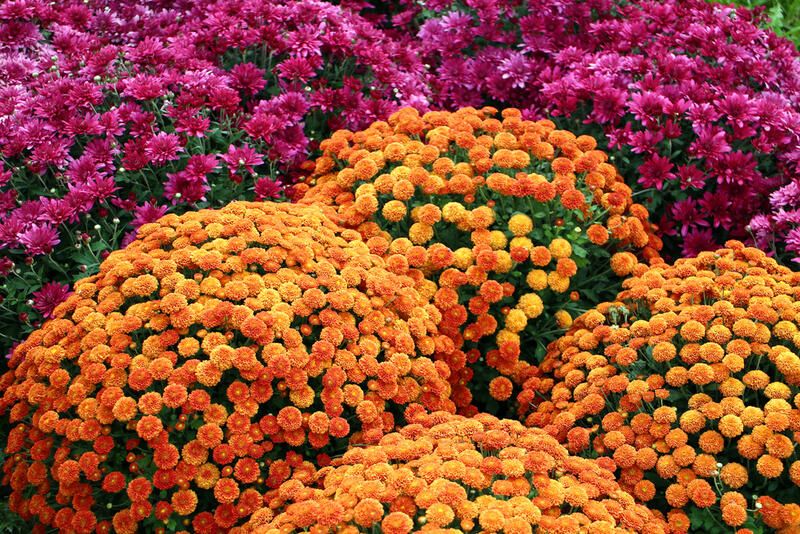 Brighten Up Your Autumn with These Fall Flowers - Shrubhub