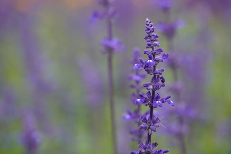 Brighten Up Your Autumn with These Fall Flowers - Shrubhub