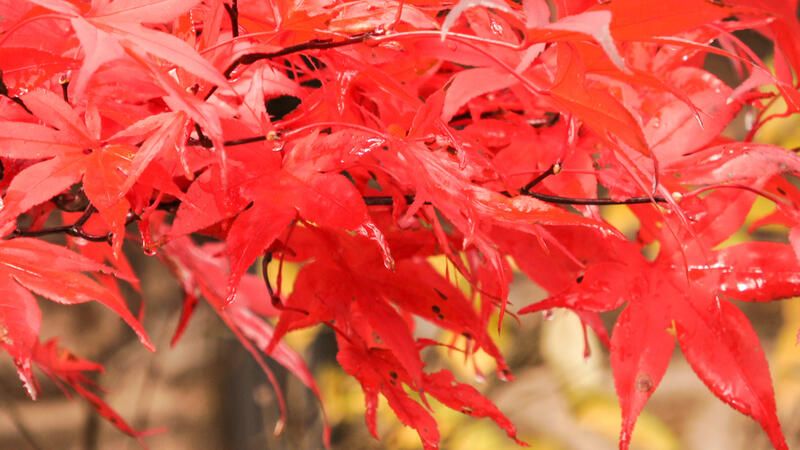 Brighten Up Your Autumn with These Fall Flowers - Shrubhub