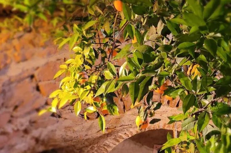 Grow More Fruit in Less Space with Fruit Cocktail Trees & Multi-Grafted Shrubs - Shrubhub