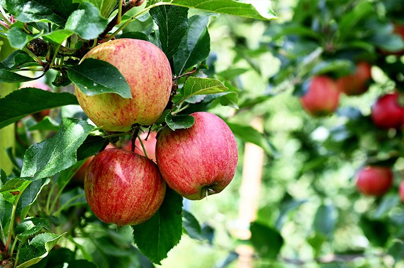 Grow More Fruit in Less Space with Fruit Cocktail Trees & Multi-Grafted Shrubs - Shrubhub