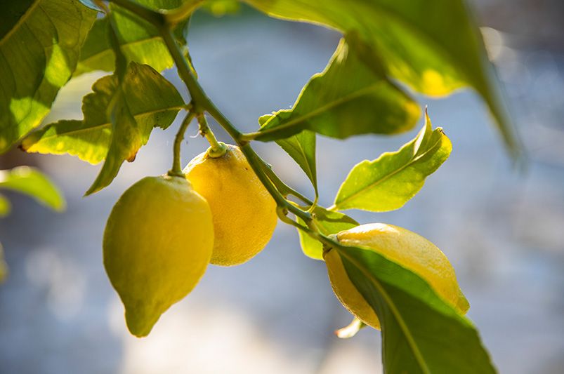 Grow More Fruit in Less Space with Fruit Cocktail Trees & Multi-Grafted Shrubs - Shrubhub
