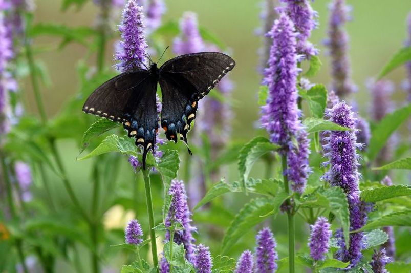 Chaos Gardening: How to Create a Wild, Low-Maintenance Garden That Thrives Naturally - Shrubhub