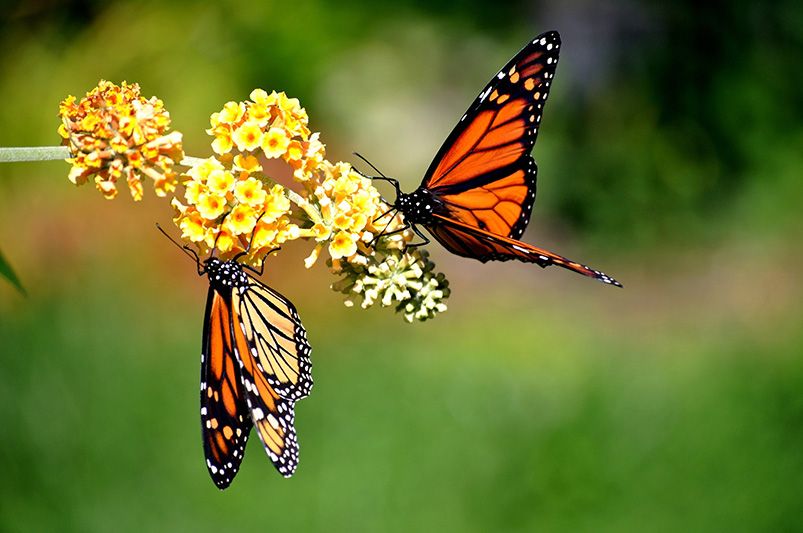 Chaos Gardening: How to Create a Wild, Low-Maintenance Garden That Thrives Naturally - Shrubhub