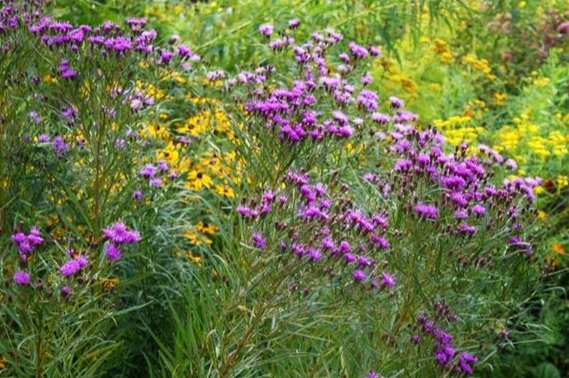 Chaos Gardening: How to Create a Wild, Low-Maintenance Garden That Thrives Naturally - Shrubhub