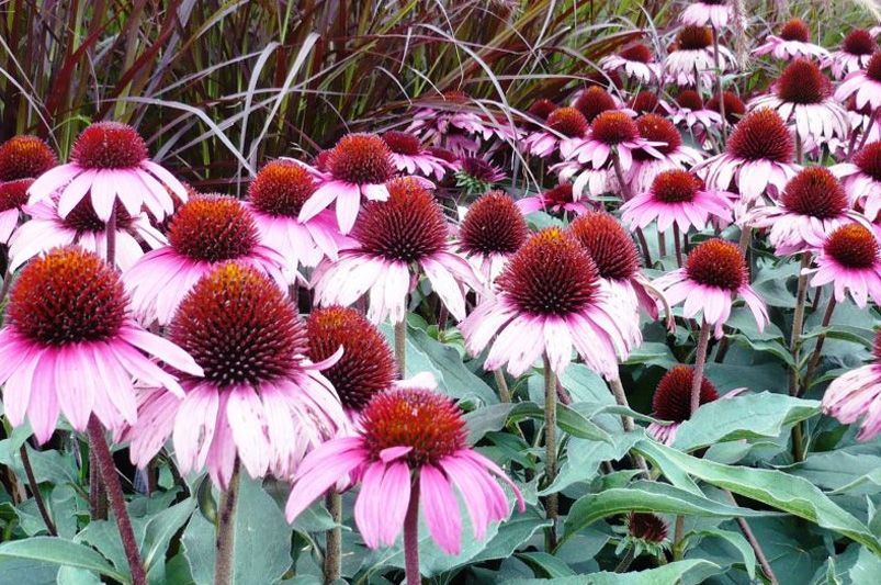 Chaos Gardening: How to Create a Wild, Low-Maintenance Garden That Thrives Naturally - Shrubhub