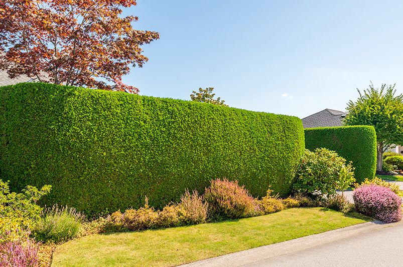Living Fences & Bio-Hedges: Transforming Boundaries into Eco-Friendly Gardens