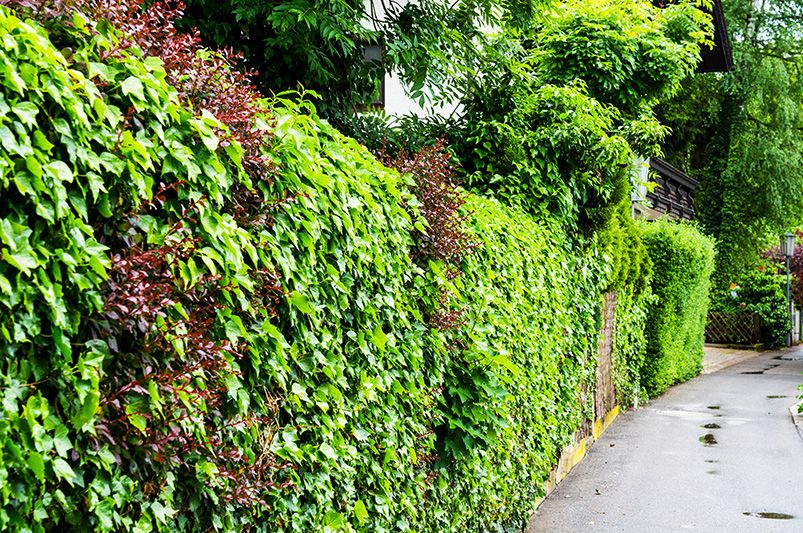 Living Fences & Bio-Hedges: Transforming Boundaries into Eco-Friendly Gardens - Shrubhub