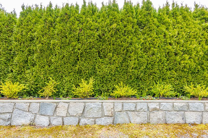 Living Fences & Bio-Hedges: Transforming Boundaries into Eco-Friendly Gardens - Shrubhub