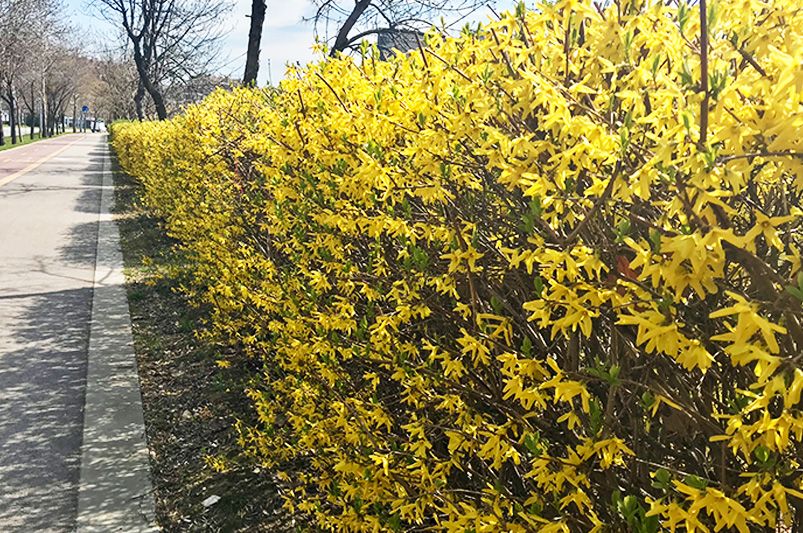 Living Fences & Bio-Hedges: Transforming Boundaries into Eco-Friendly Gardens - Shrubhub