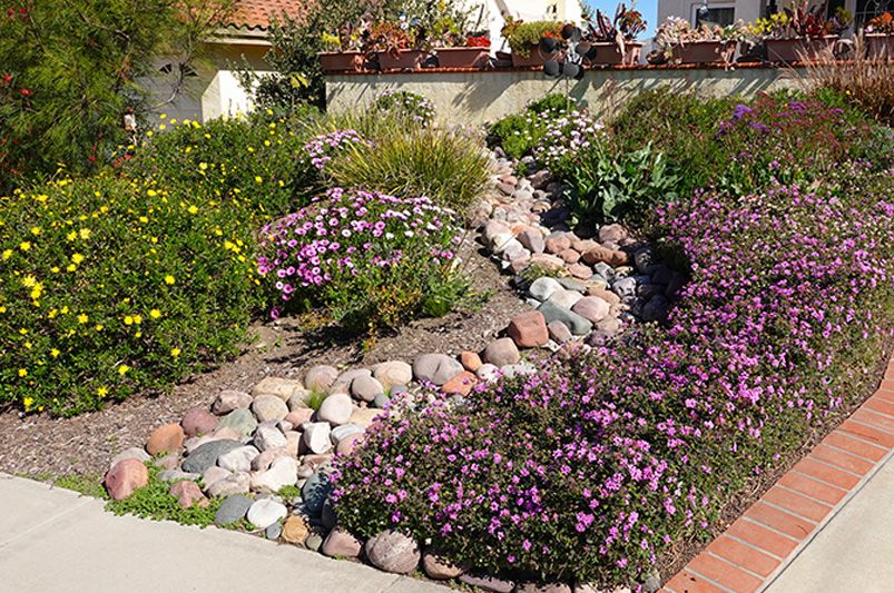 The Water-Wise Shortcut: Build a Drought-Tolerant Garden in One Weekend - Shrubhub