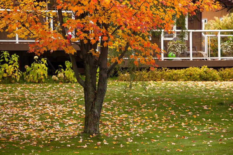 Don't Waste Time! 6 Tips To Create Your Dream Fall Yard Design - Shrubhub