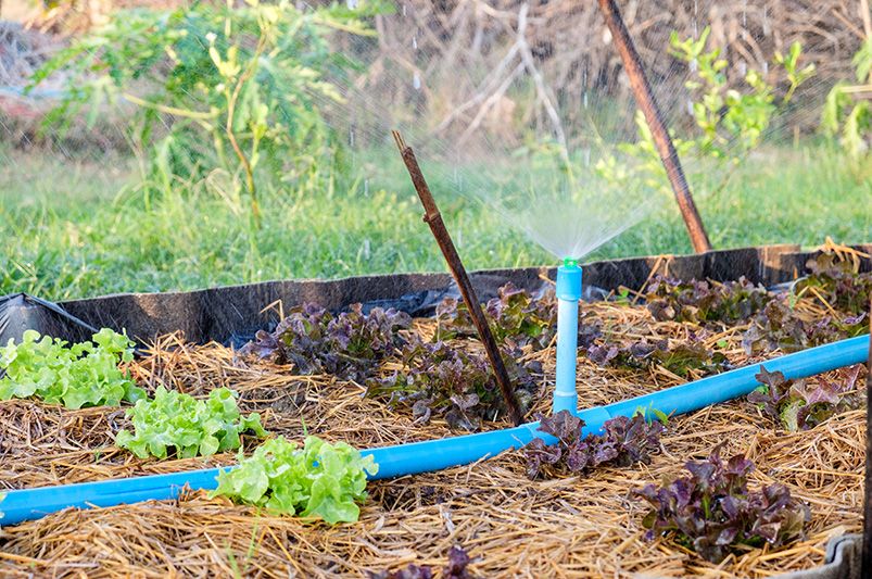 Phytobiome & Soil Communication: The Future of Smart Gardening - Shrubhub