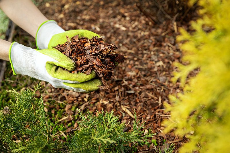 How to Cut Back, Clean Up & Prep Your Landscape for Winter — And Set It Up for Spring Success - Shrubhub