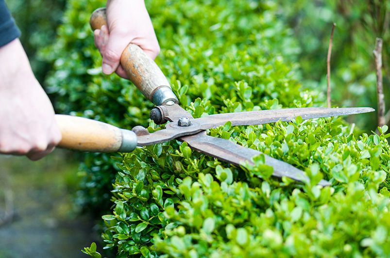 How to Cut Back, Clean Up & Prep Your Landscape for Winter — And Set It Up for Spring Success - Shrubhub