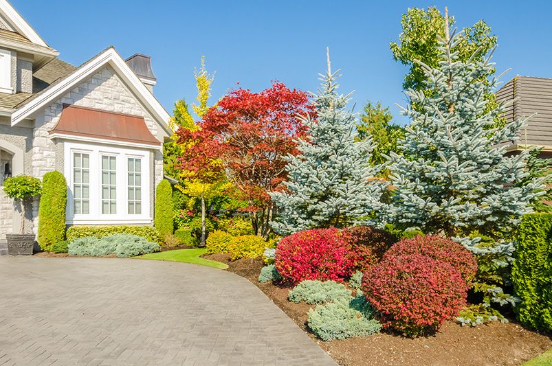 Extend Your Fall Color: How to Keep Blooms and Landscape Interest Alive Past the First Frost - Shrubhub