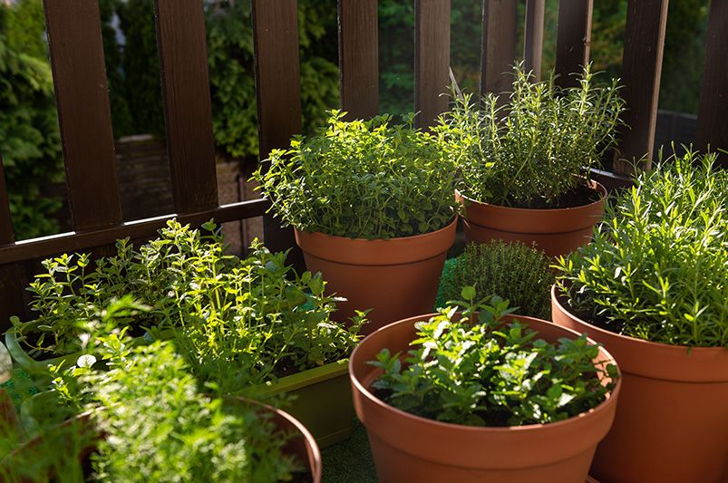 Cold-Weather Container Gardening: Overwintering Plants in Small Yards with Ease - Shrubhub