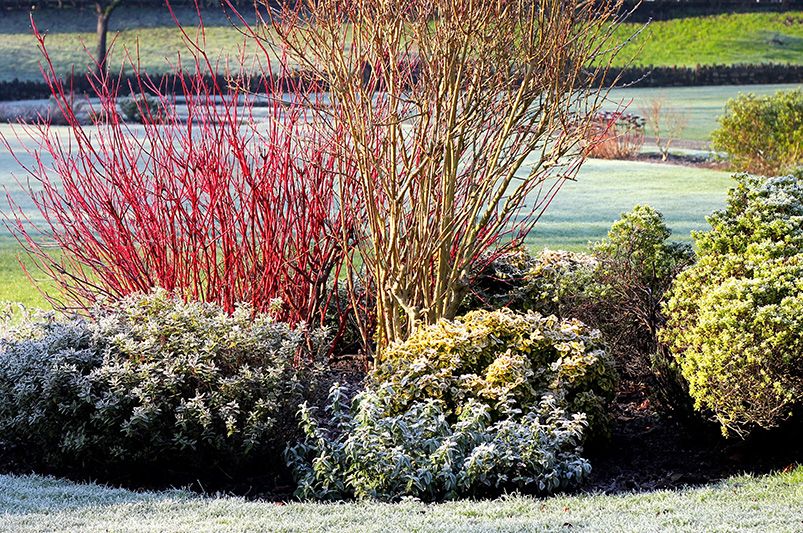 Winter Interest Landscaping: How to Keep Your Yard Beautiful All Winter - Shrubhub
