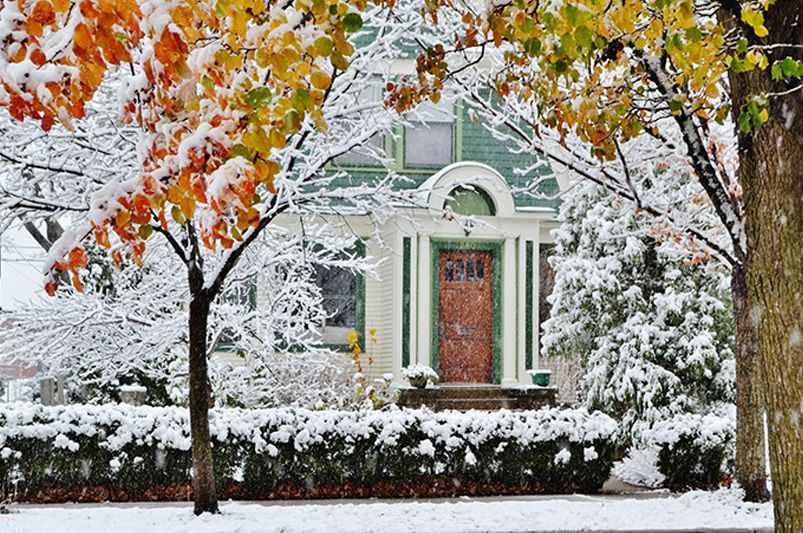 Winter Interest Landscaping: How to Keep Your Yard Beautiful All Winter - Shrubhub