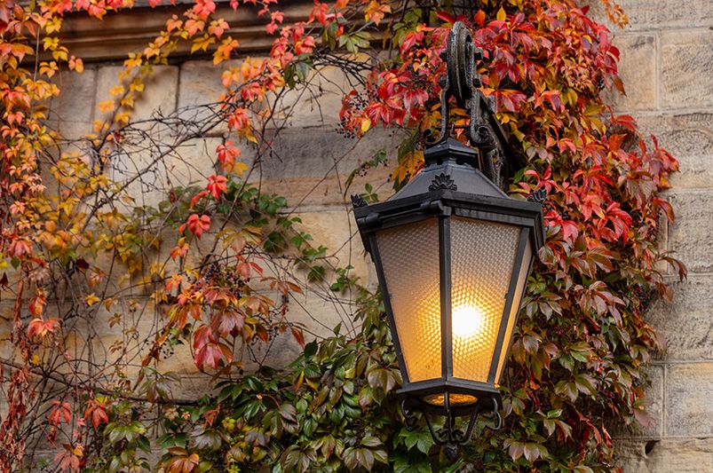 Winter Interest Landscaping: How to Keep Your Yard Beautiful All Winter - Shrubhub