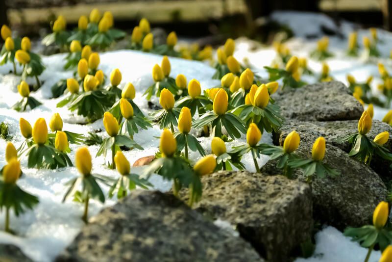 How To Prepare Your Yard For The Cold Season With The Best Winter Flowers - Shrubhub