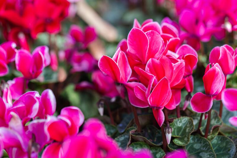 How To Prepare Your Yard For The Cold Season With The Best Winter Flowers - Shrubhub